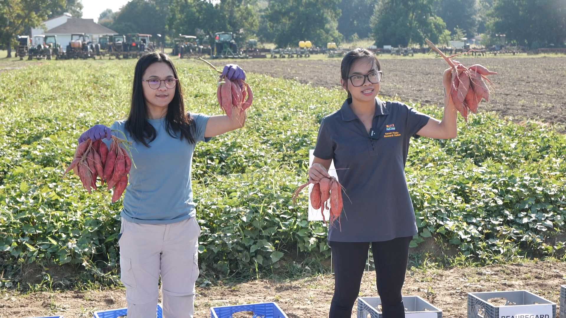LSU AgCenter unlocks secrets beneath the soil for sweet potato yields, lower fertilizer use